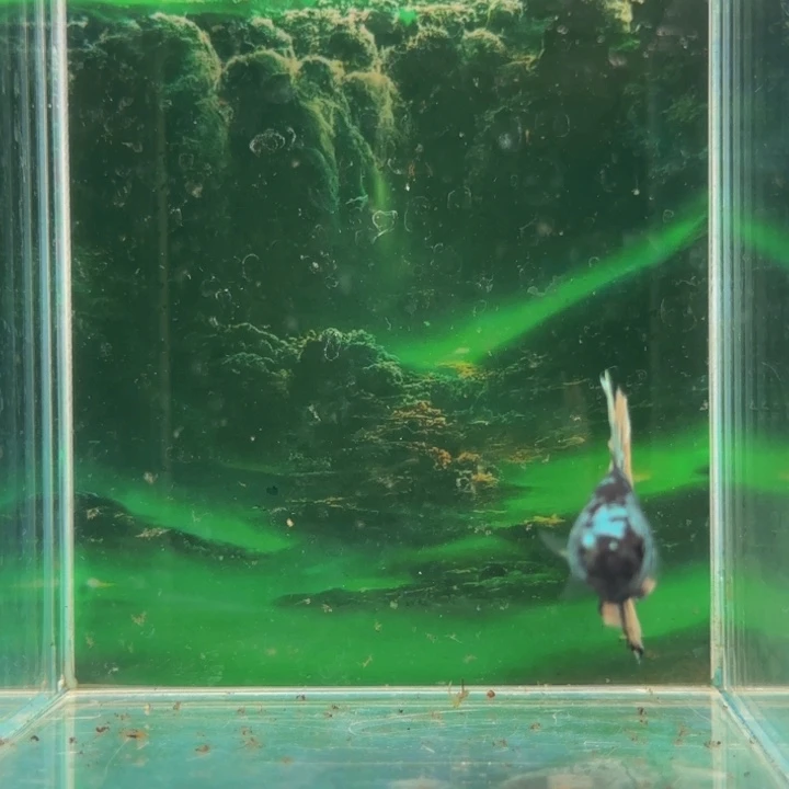 斗鱼哈密瓜吃过最开心