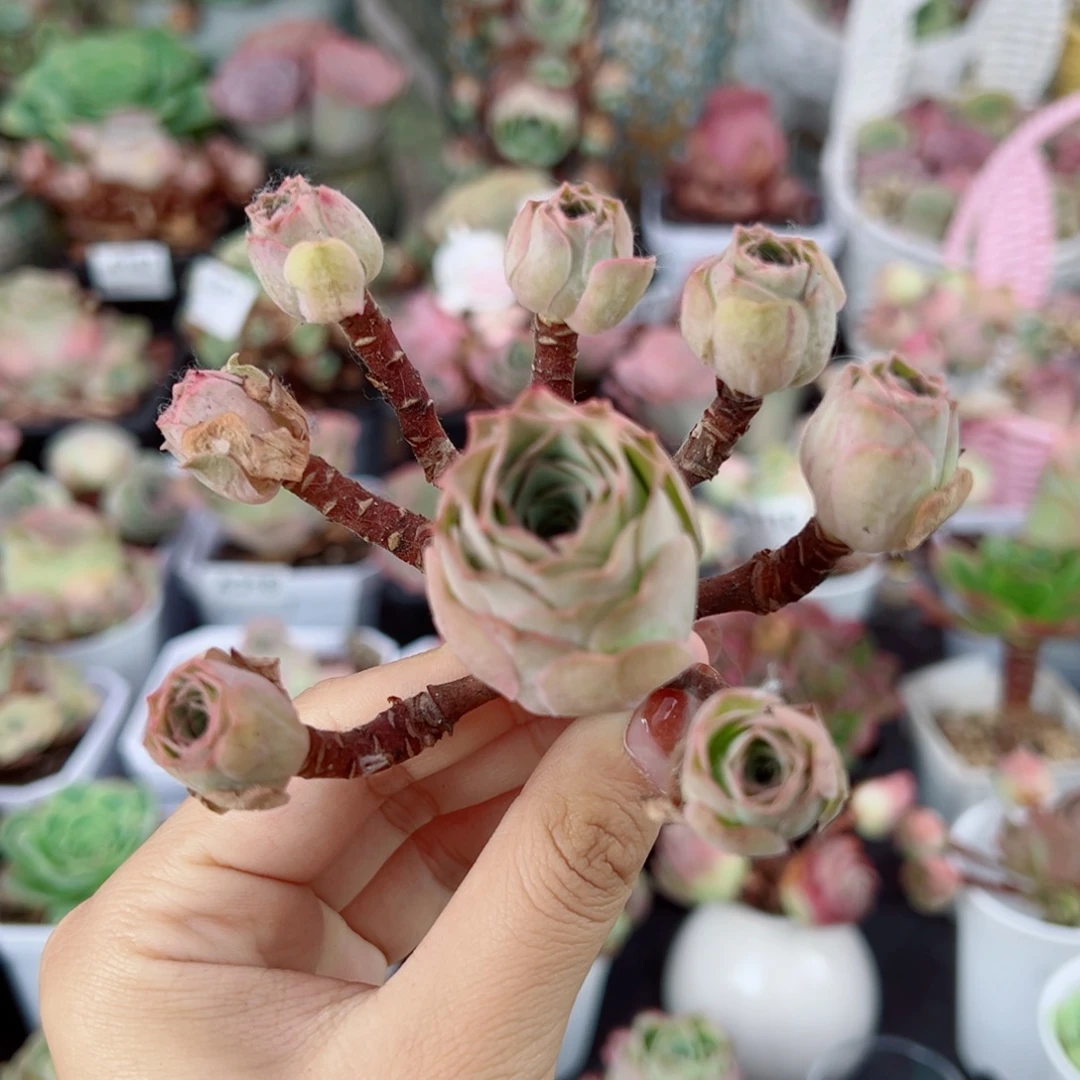 243毛杂飘枝群老桩。