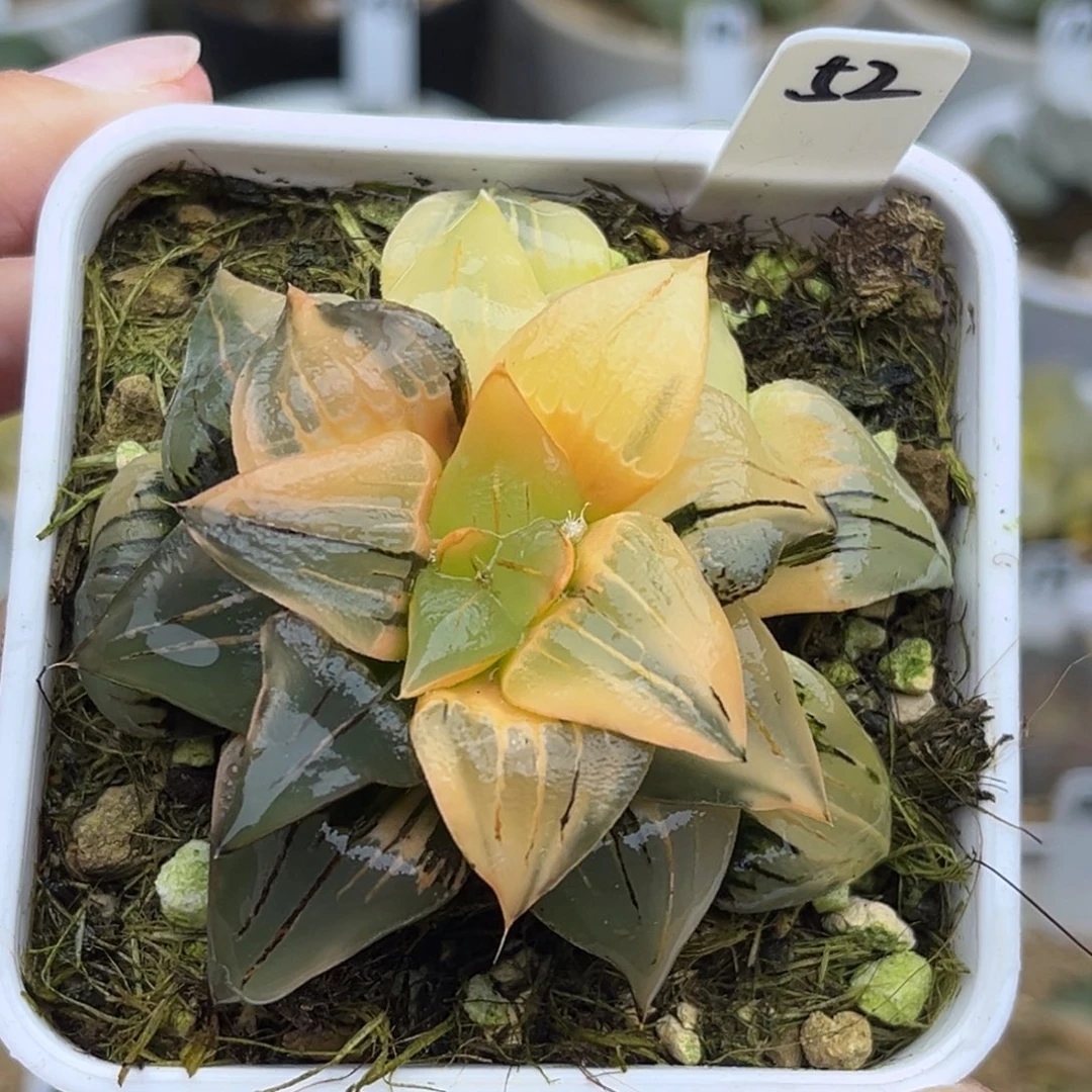 52红纹寿锦福利专场