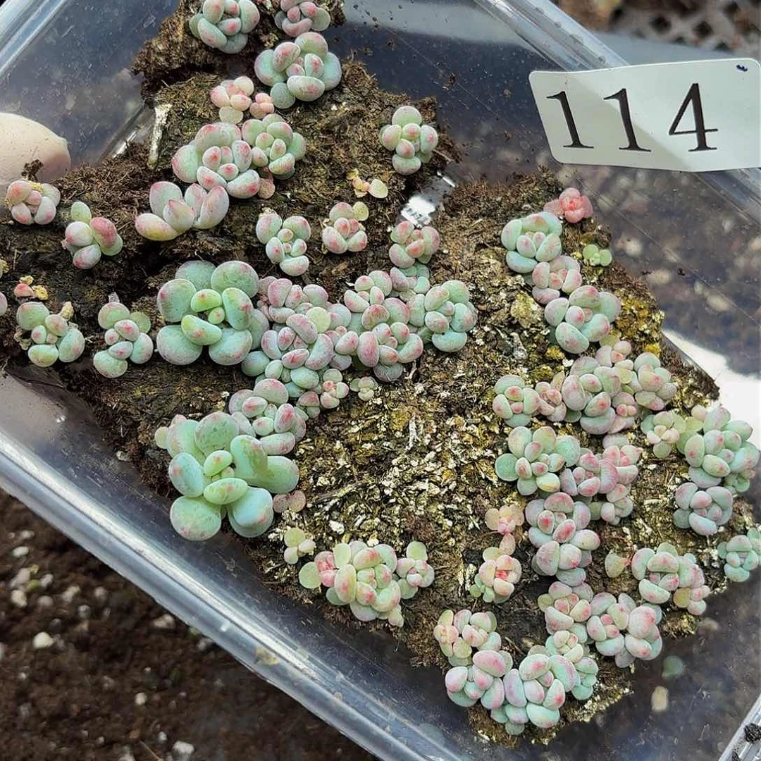 多肉植物多肉植物114