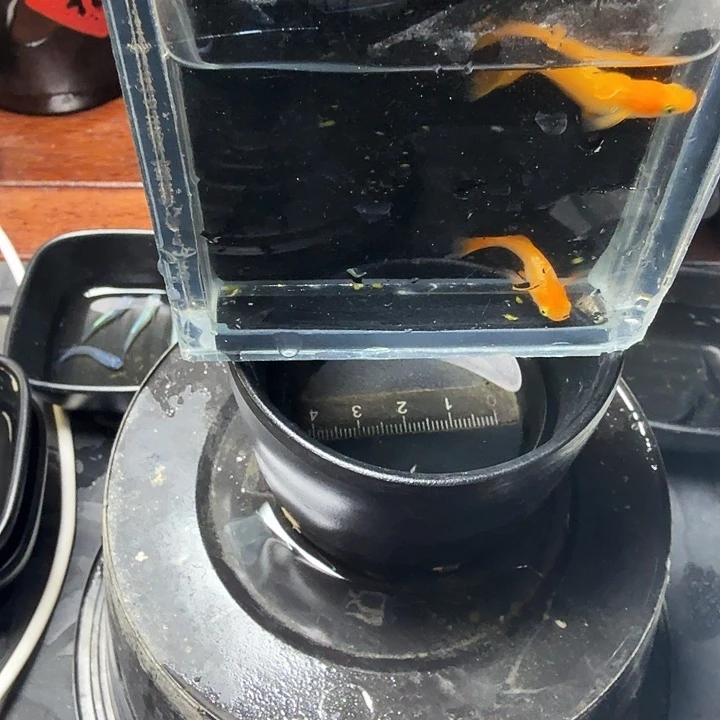 青鳉鱼5号拍品冬天光
