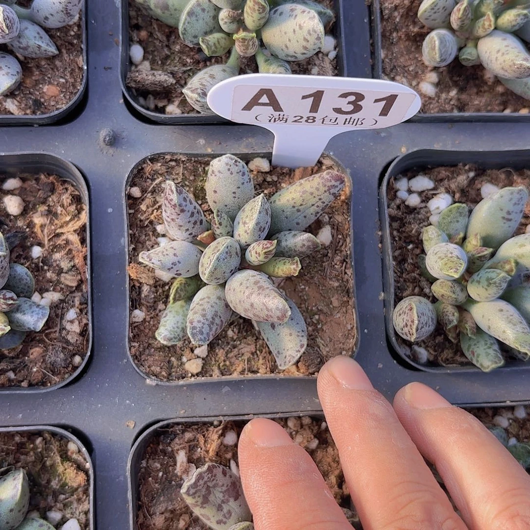 A131海豹群一物一拍