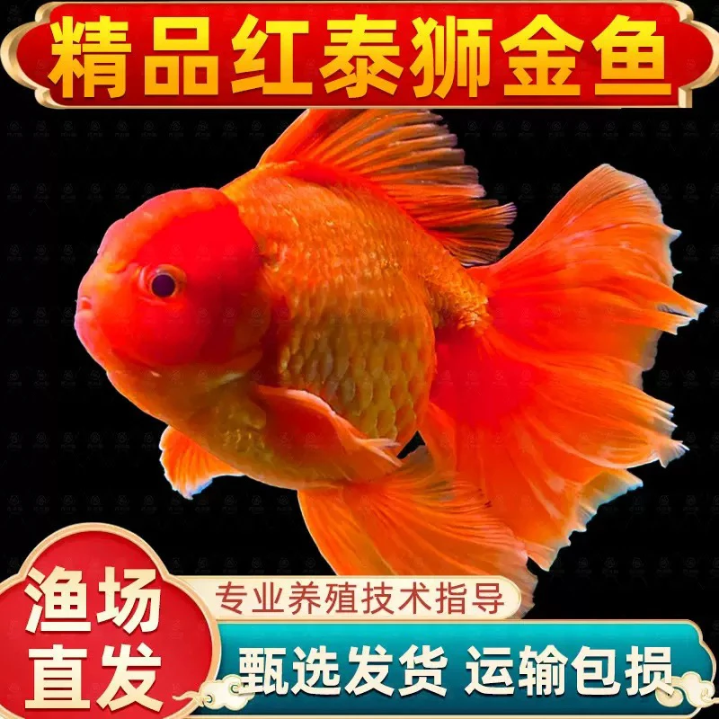 【大金鱼】 活体国粹观赏鱼 7条 多种类 适应性强 6-8公分 不指定发