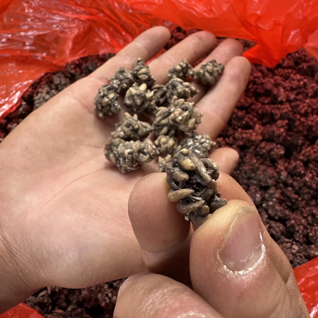 云南山货猫爪草100克搭配灵芝桑黄