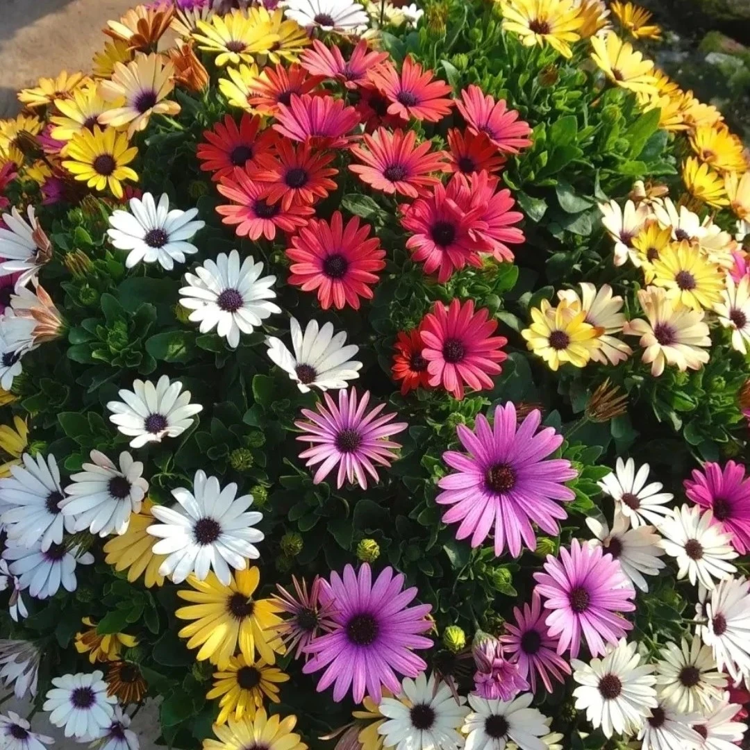 蓝目菊万寿菊彩南非(颜色多  油画一样美)喜欢阳光花谢了及时修剪