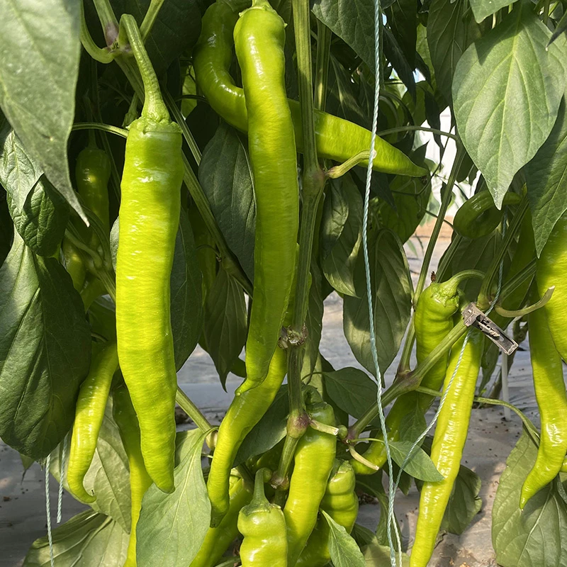 福顺德羊角椒黄皮辣椒种子丰产抗病