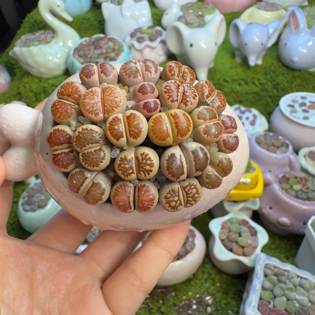 多肉植物福利冲504