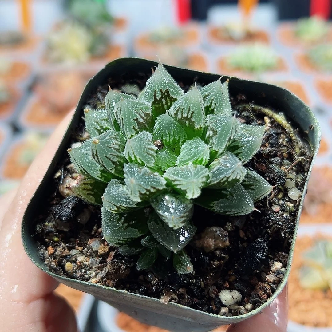 十二卷多肉白帝城