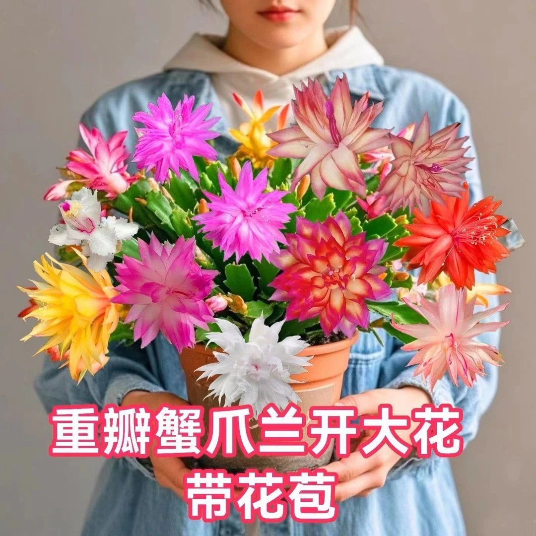 【蟹爪兰】新品多色盆栽带跟发货开花大苗室内四季花卉绿植多肉嫁接