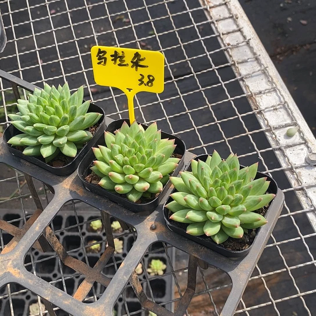 团乌拉杂，福利多多