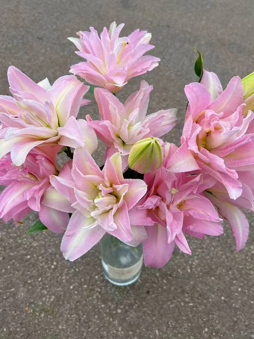 【粉雾甜心】云南基地百合花鲜花瓶插水养香水重瓣百合室内鲜切花