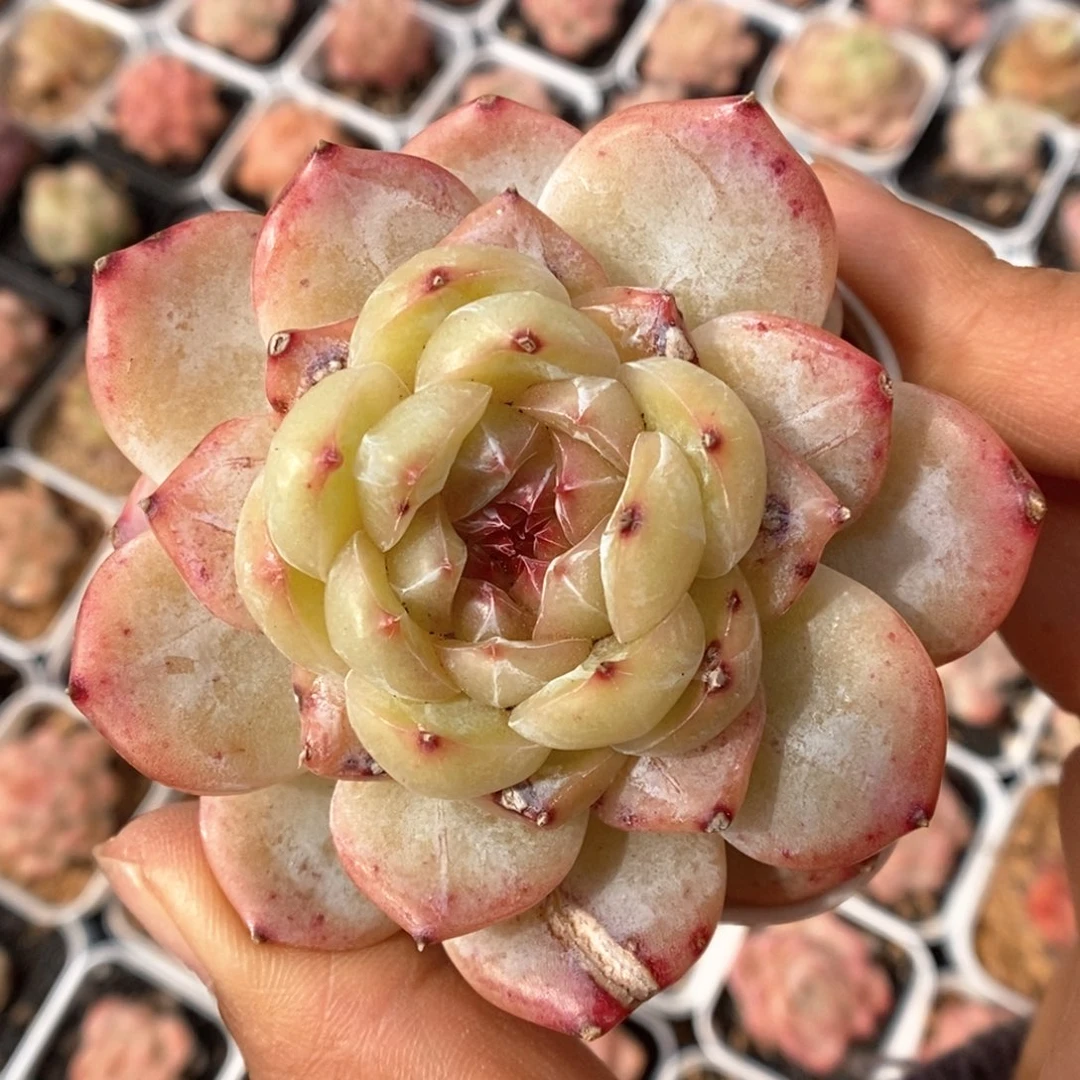 珍妮石化可拍。   