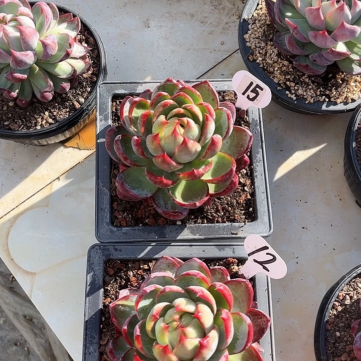 惊鸿仙子一物一拍，2颗