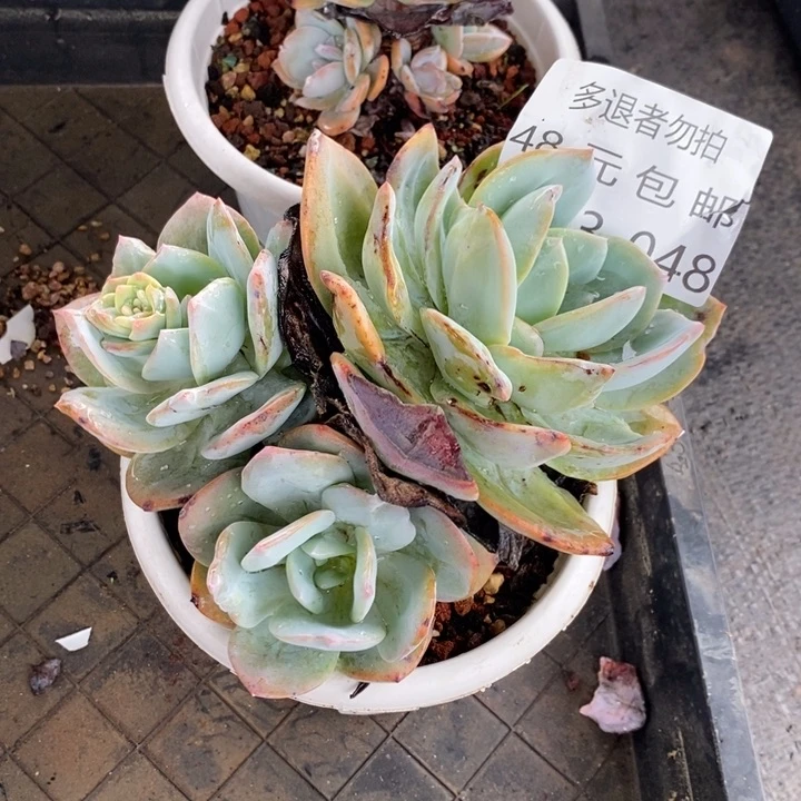 呵*哒夏悦多肉0603-48奶茶2