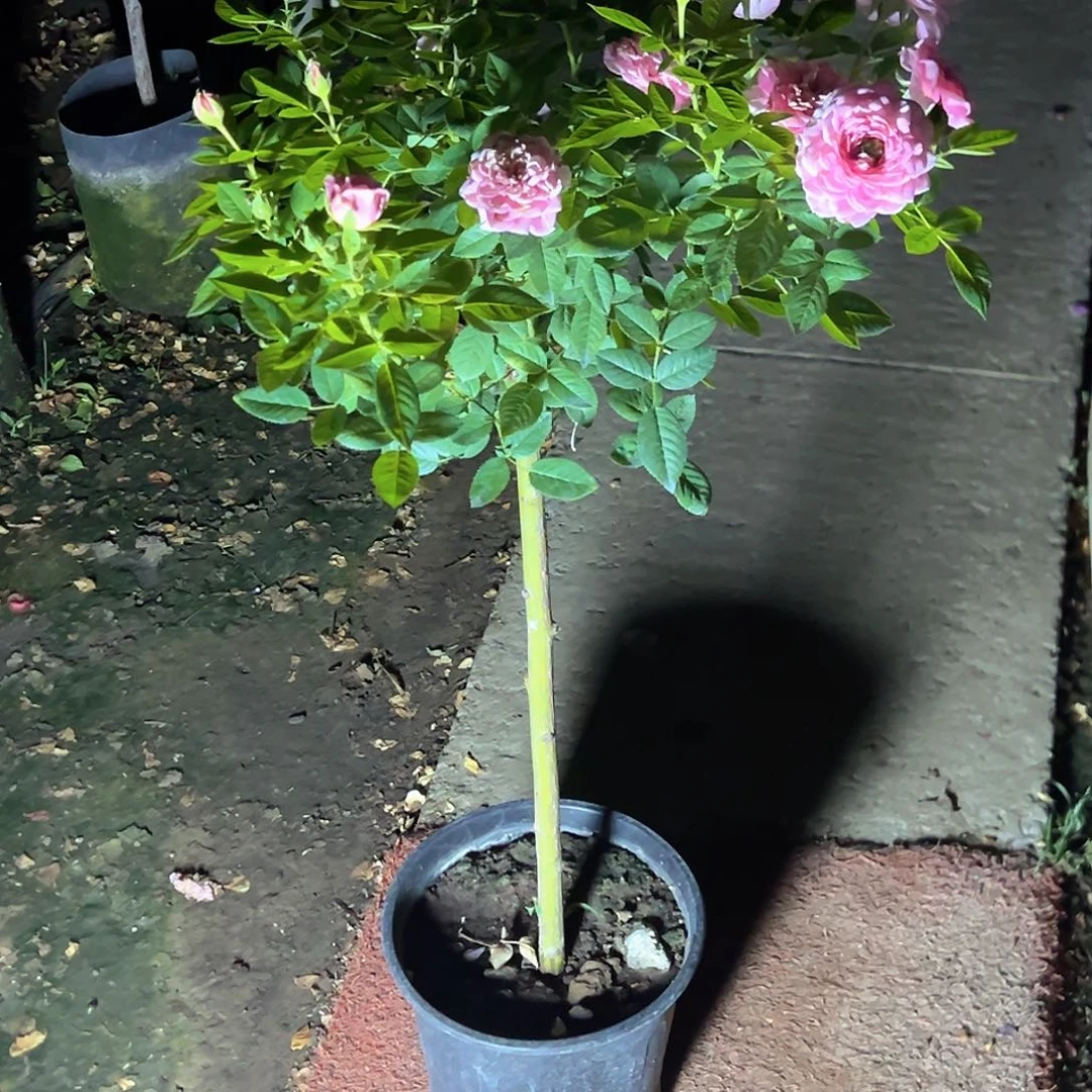 完全开放缘**哥一物一拍