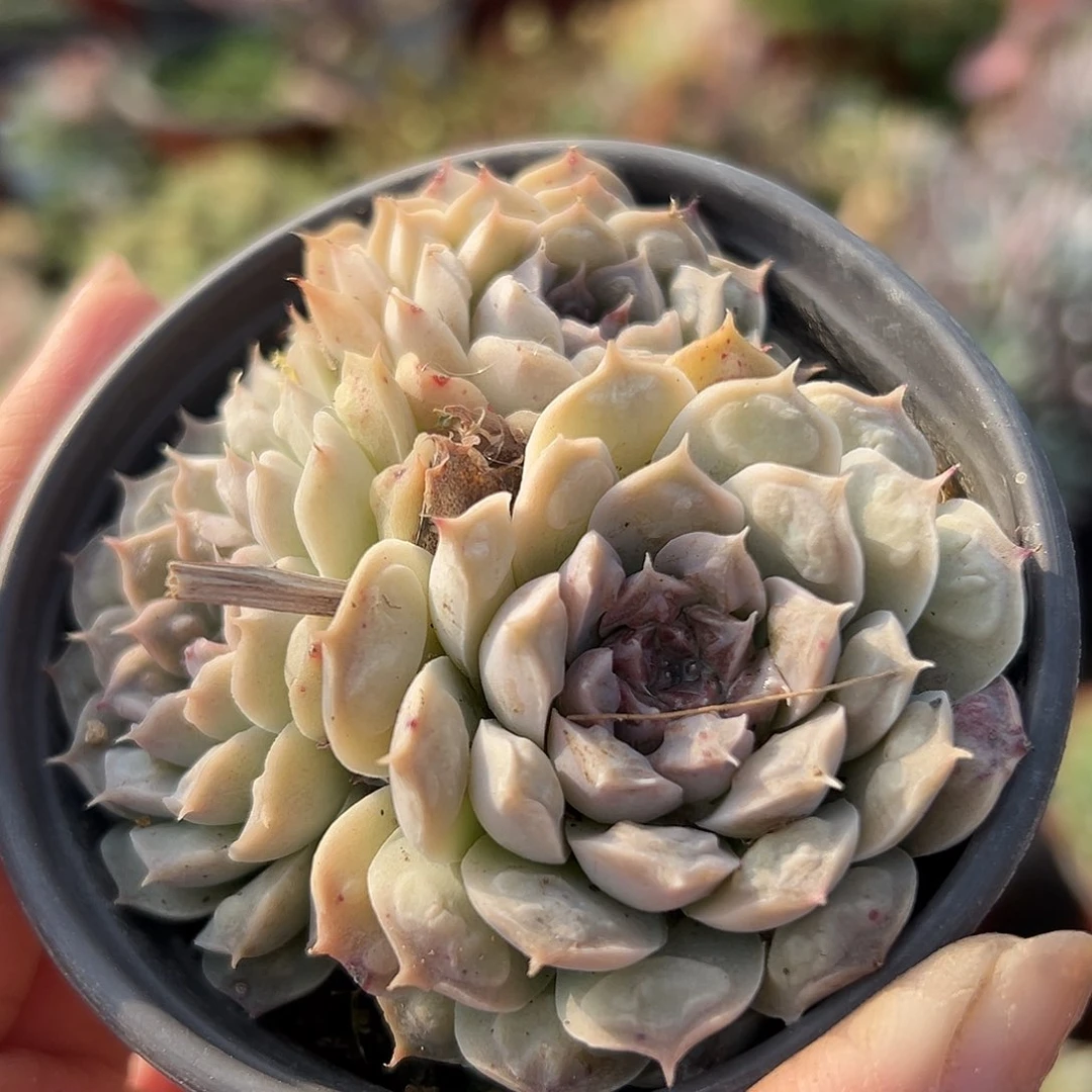 多肉植物多肉植物