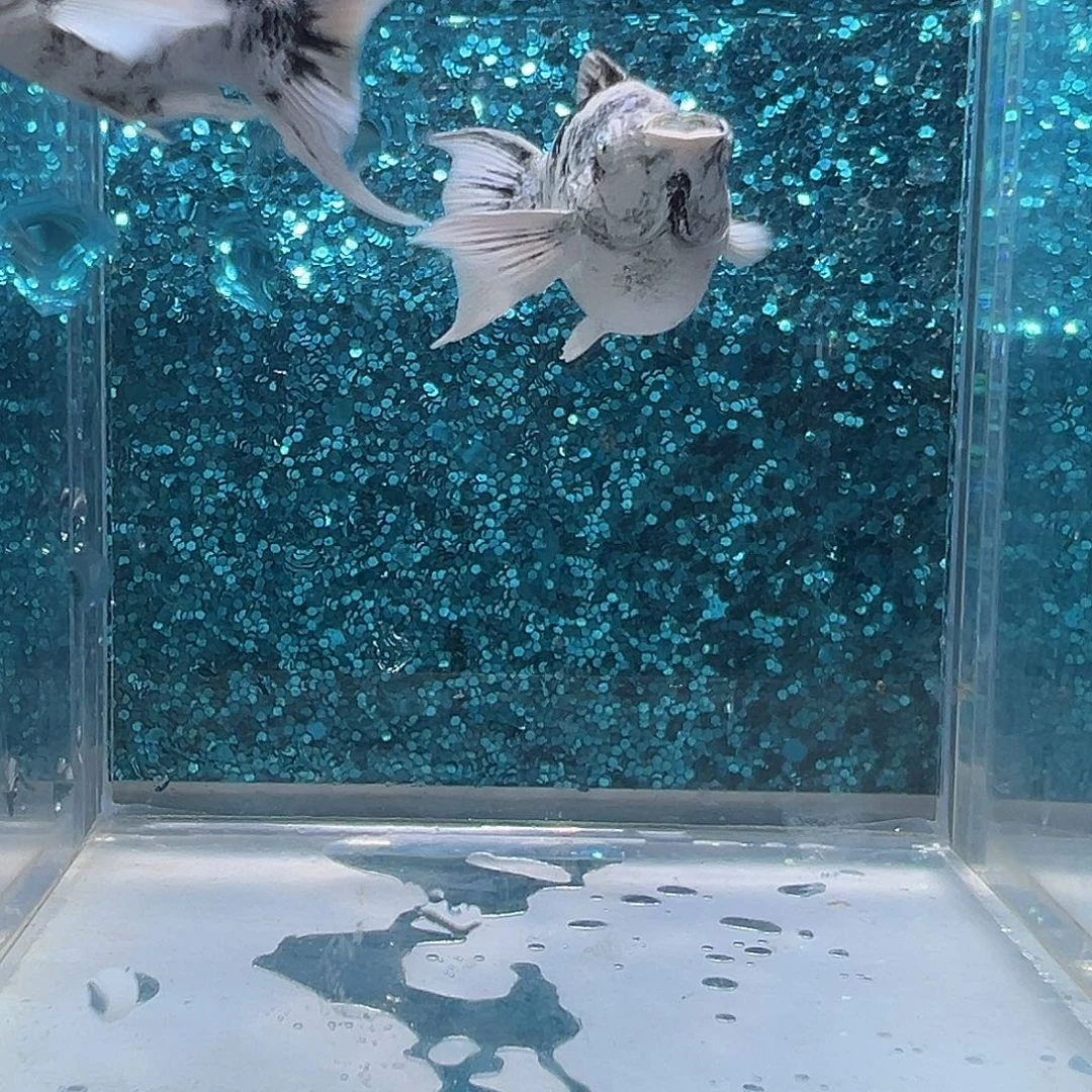 孔雀鱼水墨画一对003