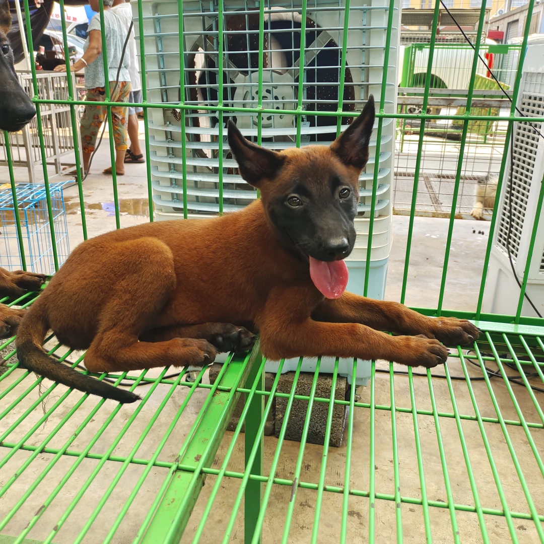 精品爆红马犬训练好的正宗双血统马犬适合看家护院家养宠物
