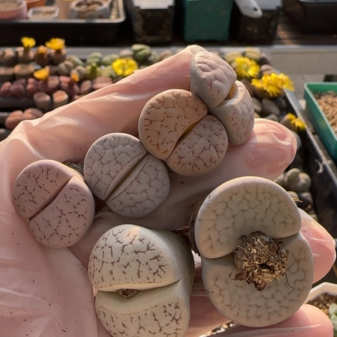 11.13。爱萌曲玉生石花。8057