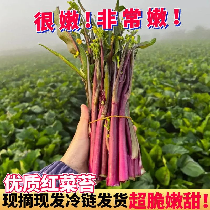 安庆露天霜冻菜苔嫩菜心农家新鲜红菜菜苔绿色头茬蔬菜现摘现发