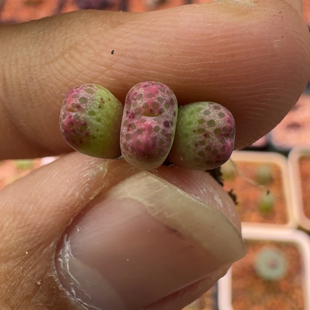 云缦精品番杏18.15 火龙果斑马