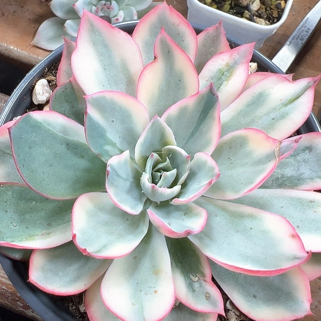 阿美星锦 小方花圃一单包邮