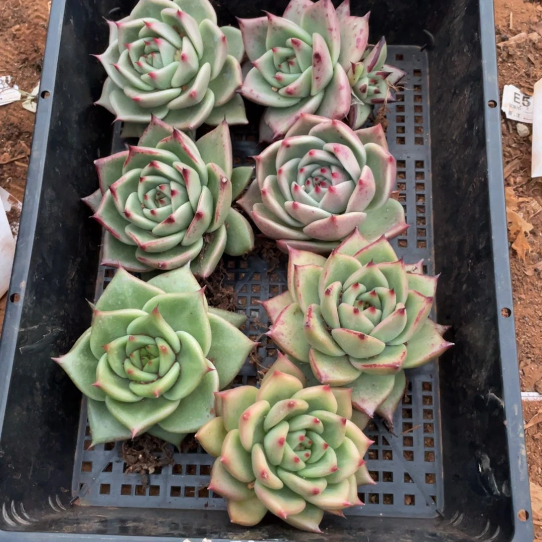 无花朵若如东云单拍E555