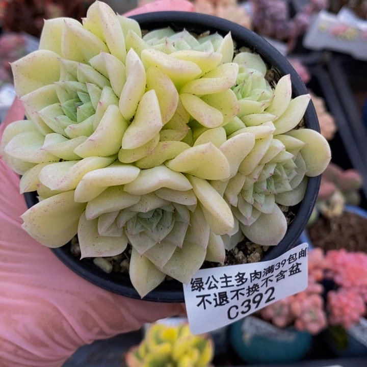 麦秆8cm392多肉植物