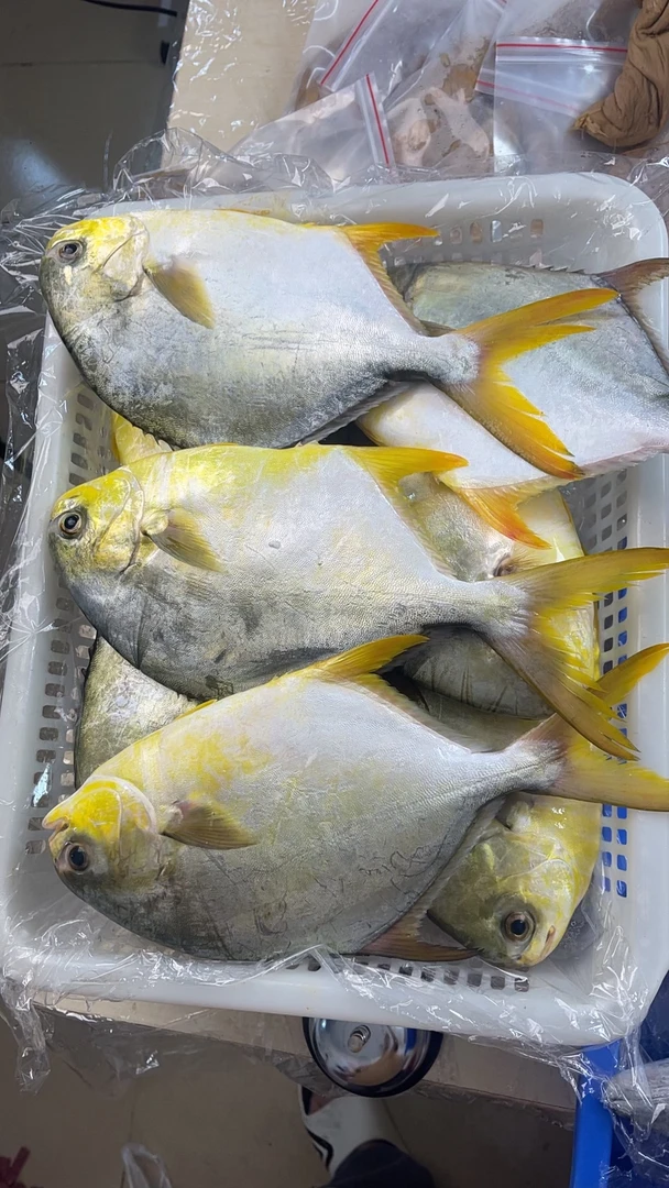 野生海捕金鲳鱼顺丰包邮（买到赚到）