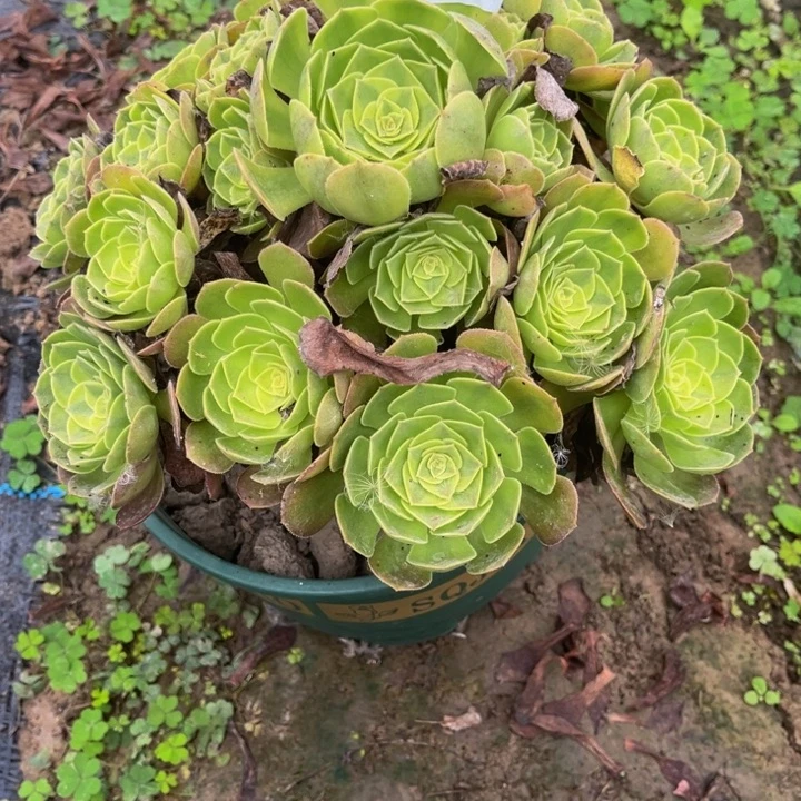 388雨荷多肉植物法师
