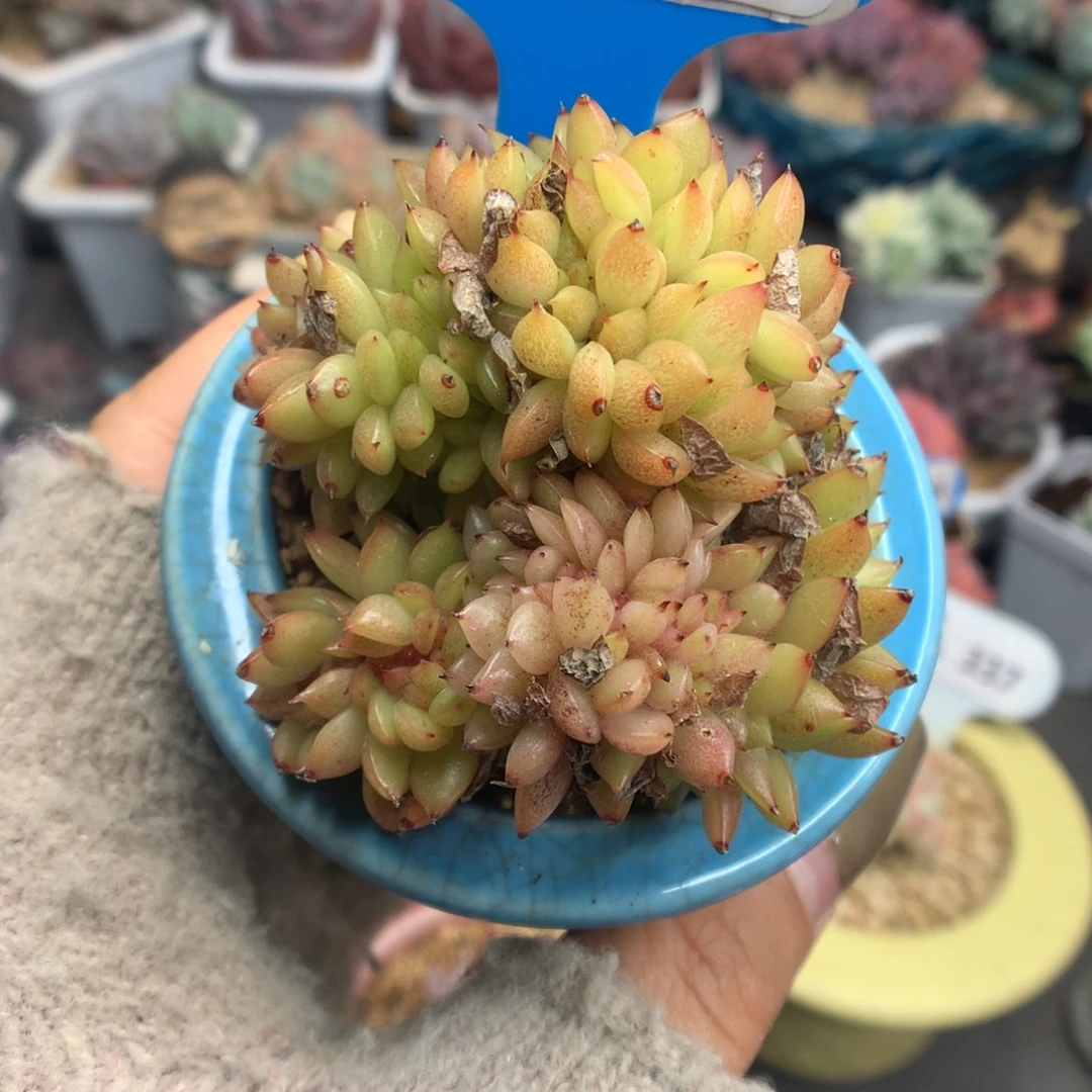 470冬云缀化多肉植物