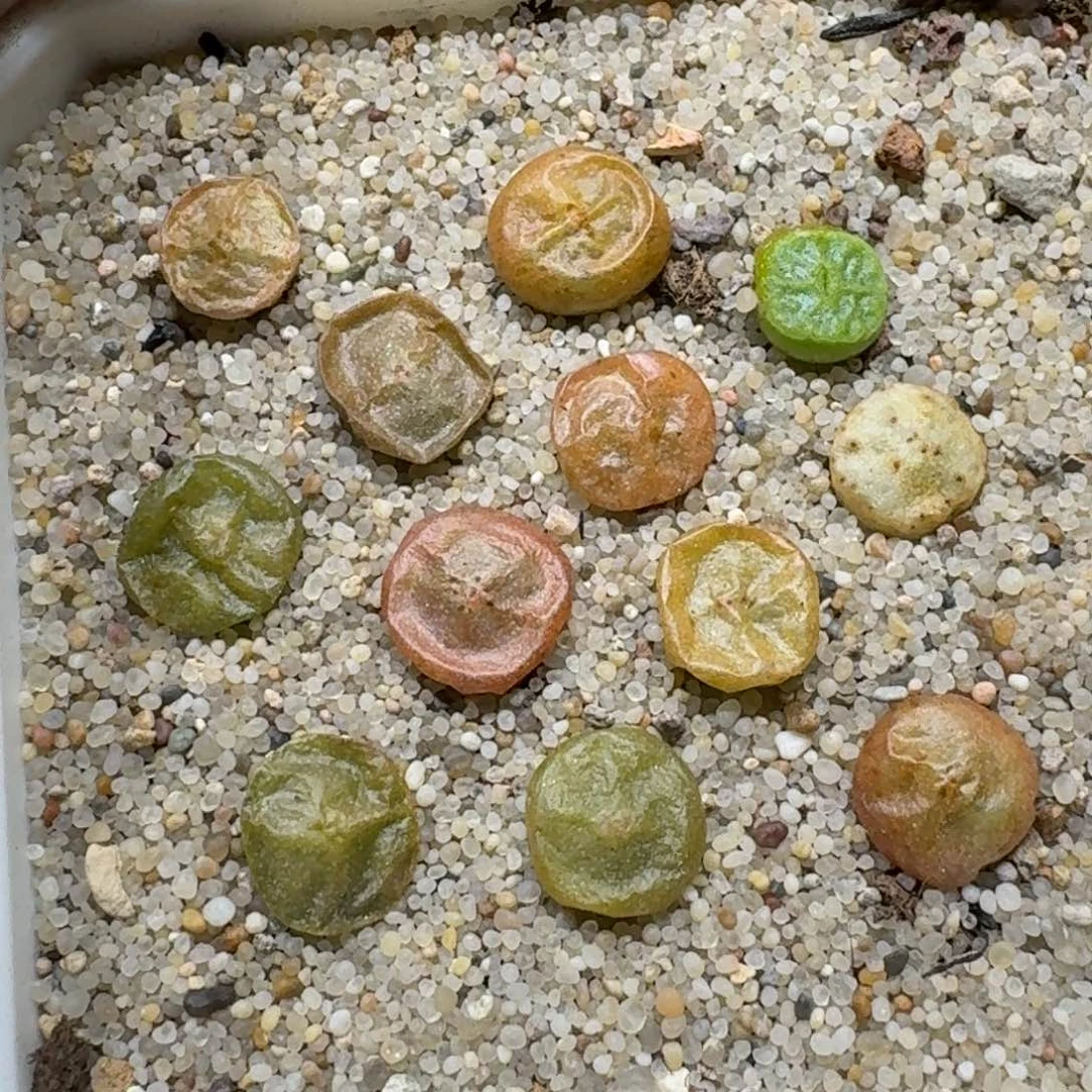 小*乖0118-79肉锥肉锥