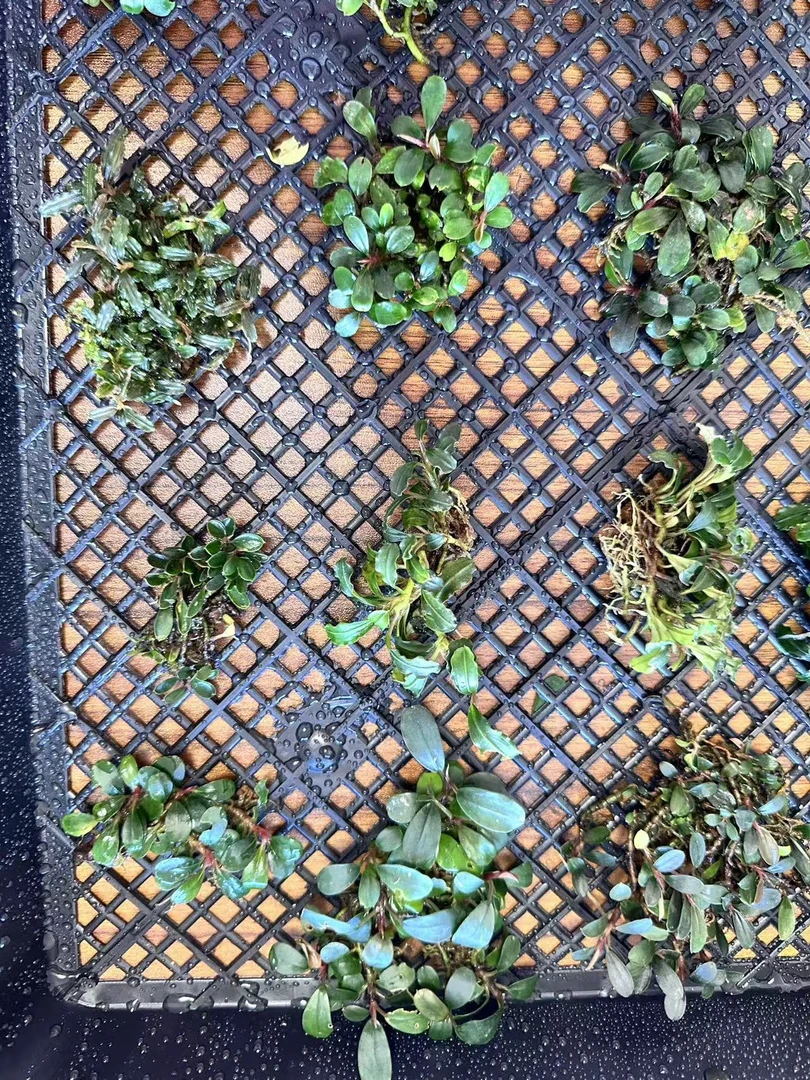 【4号】野株 辣椒榕水草 高端稀有野株