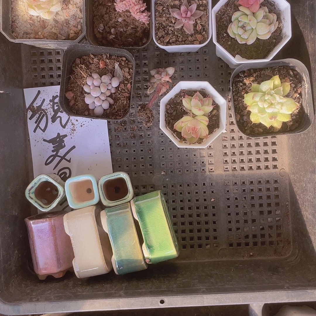 貌****貌美大长腿一物一拍