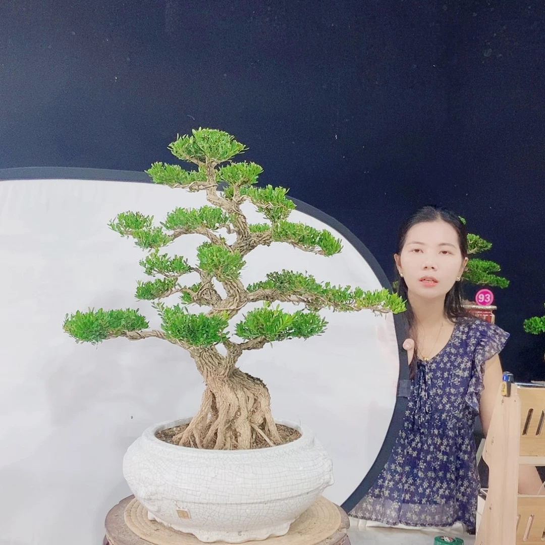加***！当前无花朵，栽培后可花朵