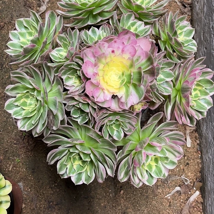 多肉植物海王锦……