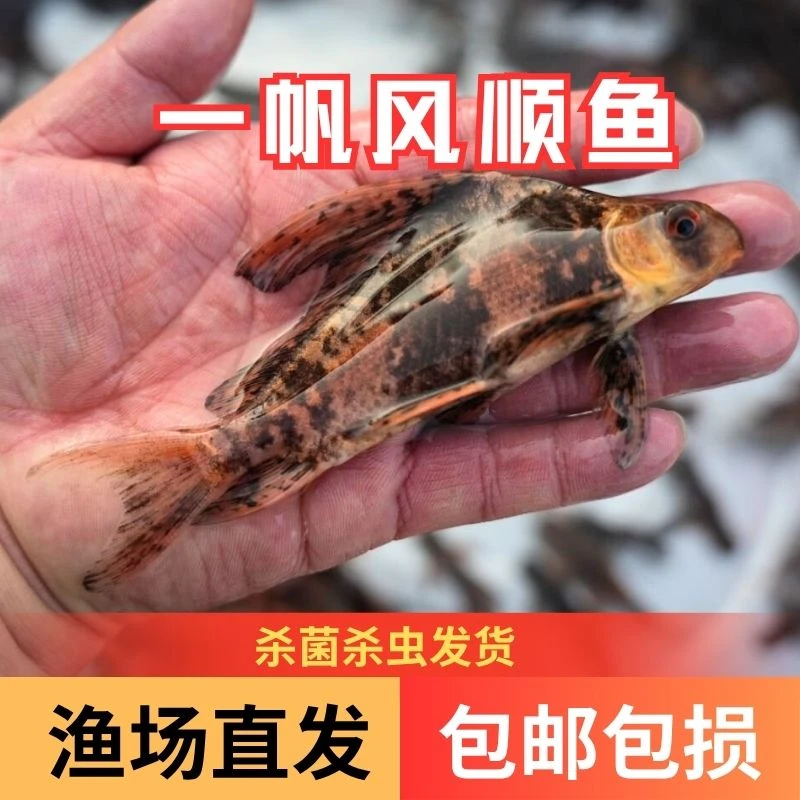 一帆风顺鱼淡水冷水好养耐活观赏鱼缸清洁工具鱼