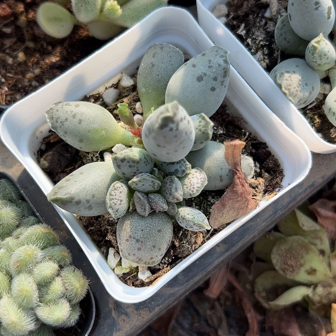 多肉植物海豹多肉