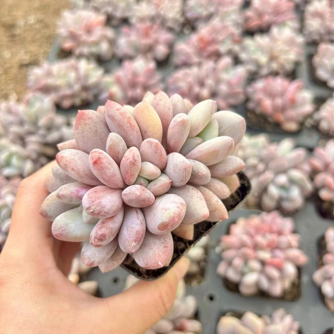 7#貂蝉多头多肉植物  前男友精品多肉SM0172