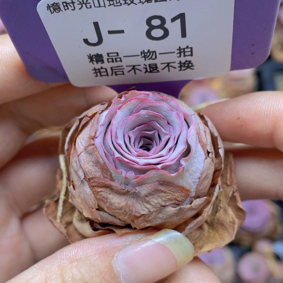 山地玫瑰J81满38包邮裸根发货