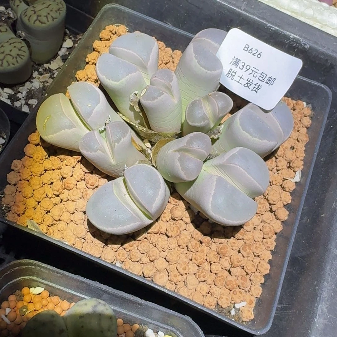 636红窗橄榄哈哈哈哈哈哈