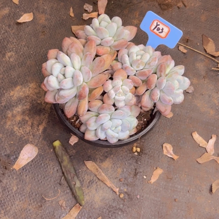香水宝贝y03多肉植物