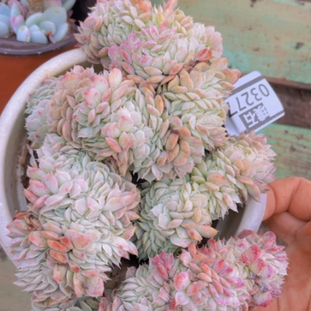 【闪购商品】香妃缀03277