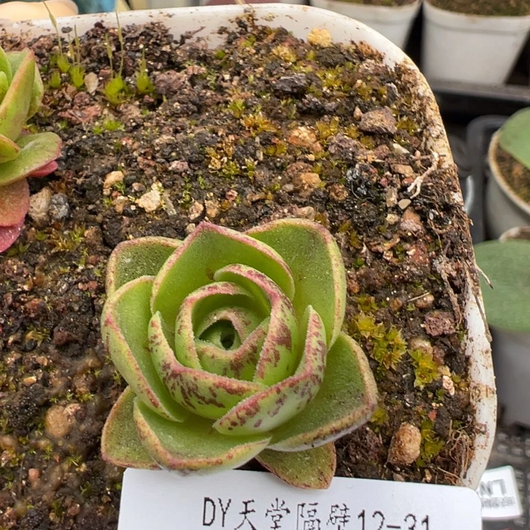 露妮408厚叶妖纹带珠鎏绪微梦