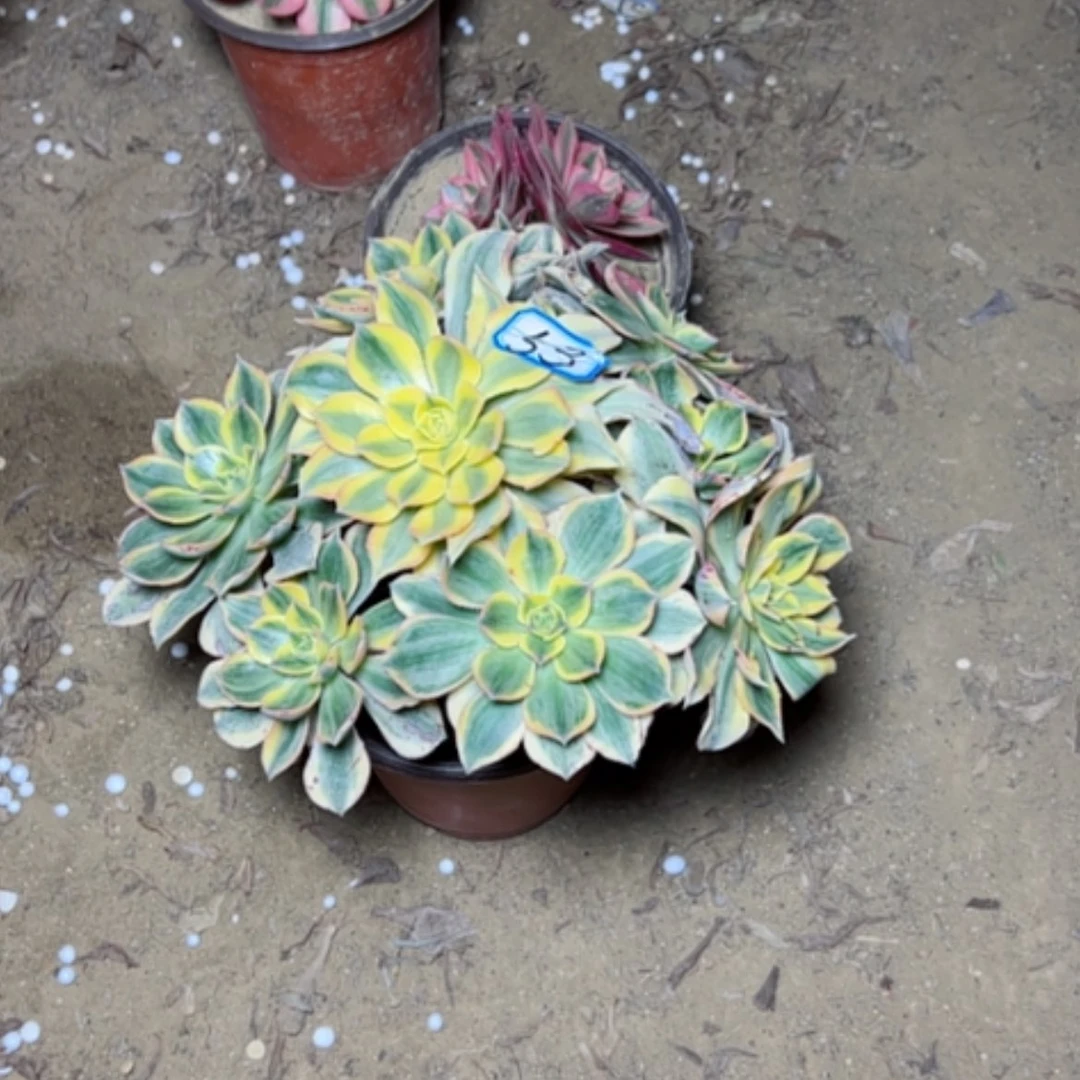 【闪购商品】美**放多肉植物有遐疵53