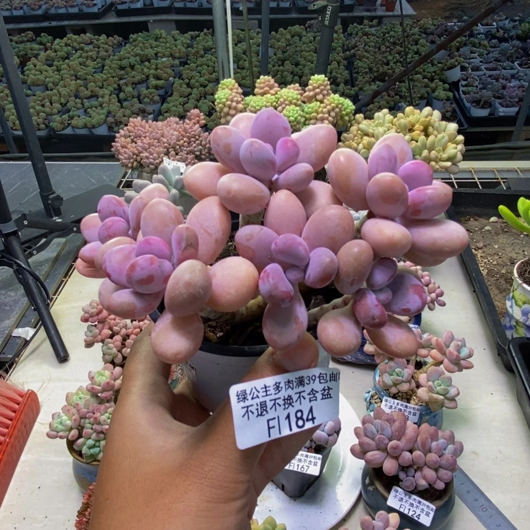 184糖果桃蛋多肉10cm