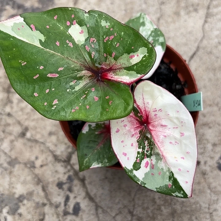 5-1118彩叶芋广东现货