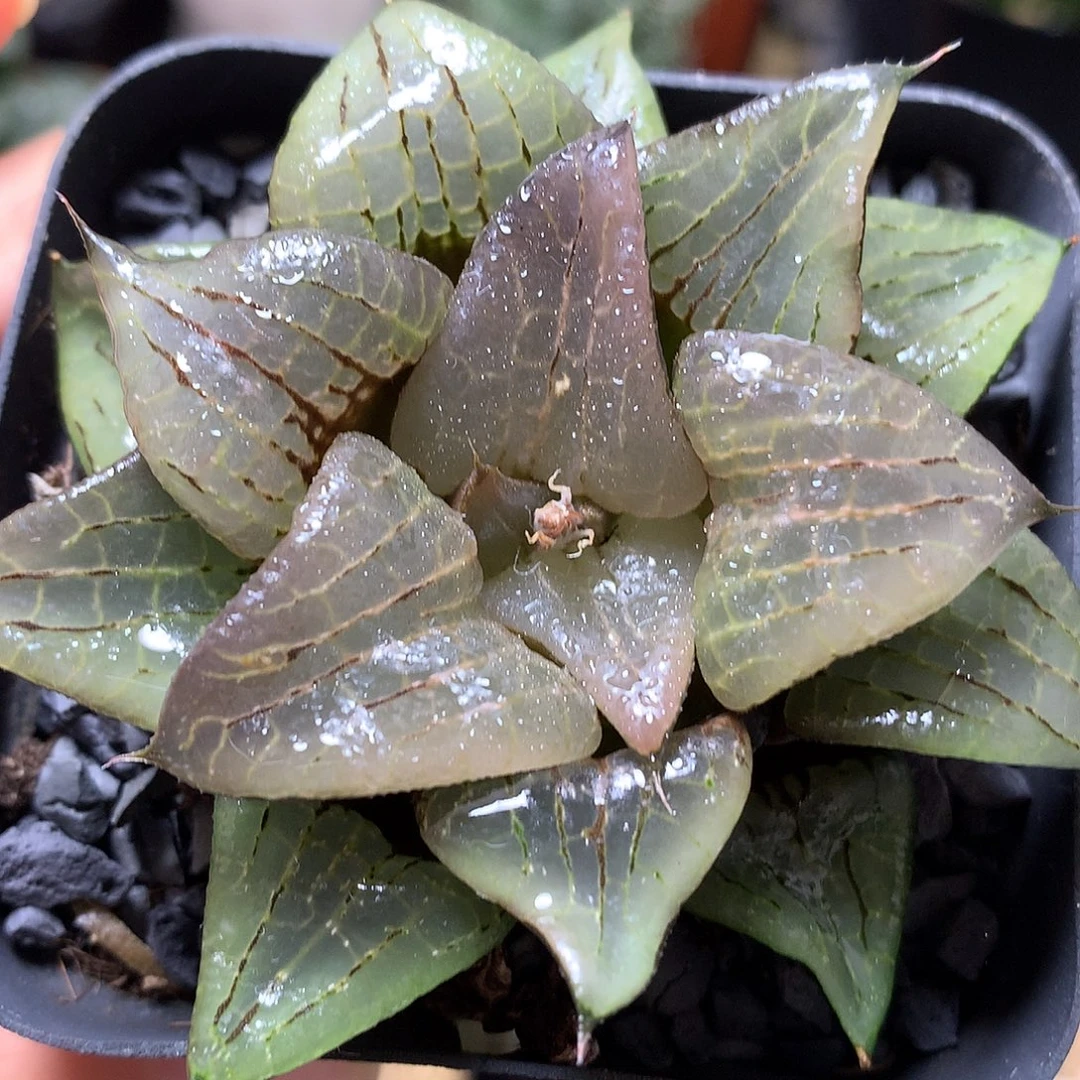 阿寒湖daipooutfahuo