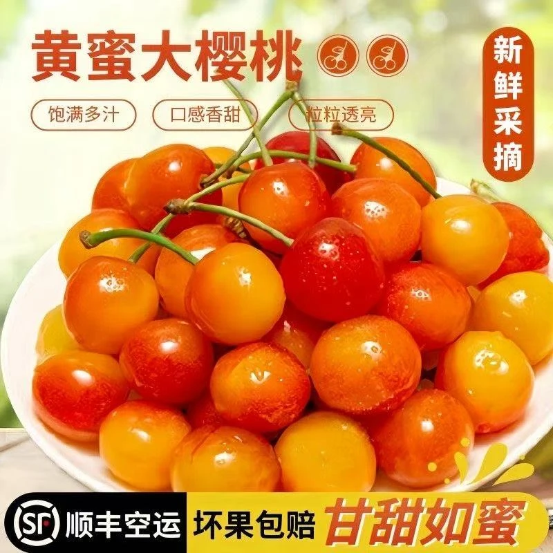 山东黄蜜樱桃果园现摘先发3斤顺丰包邮1-3J新鲜水果黄蜜山东省