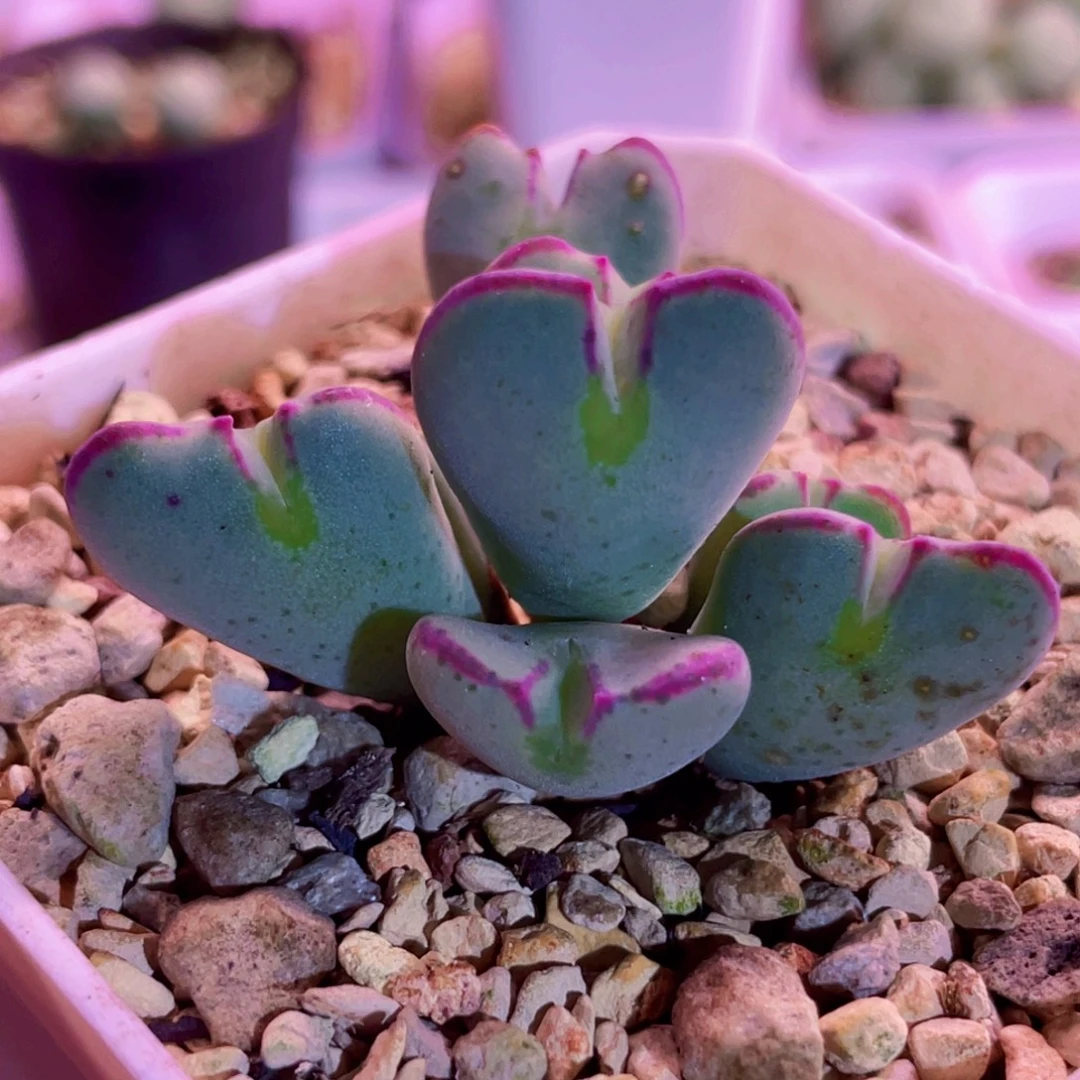 鱼唇少将植物一物一拍